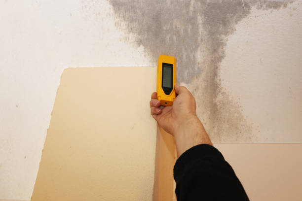 Best Emergency Mold Remediation  in Eslon, CA