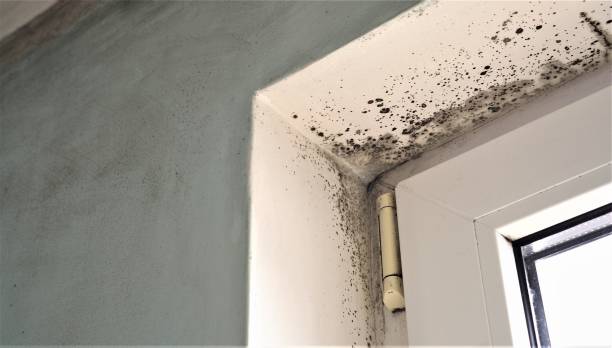 Best Comprehensive Air Testing for Mold Contaminants  in Eslon, CA
