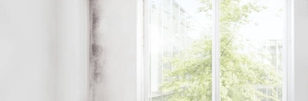 Escalon, CA Mold Removal Company