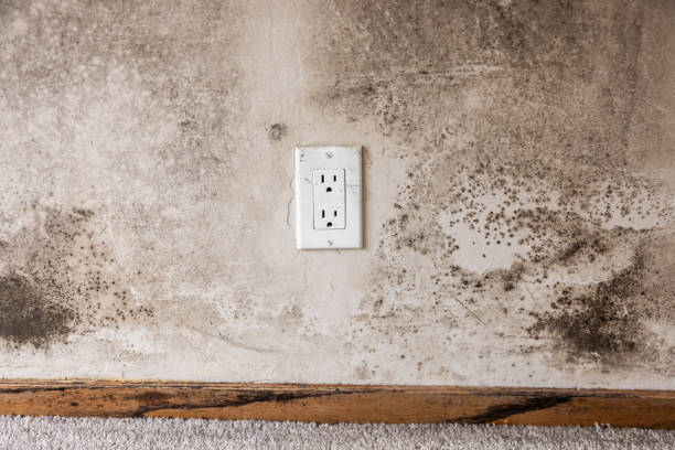 Best Environmental Consulting for Mold Prevention  in Eslon, CA