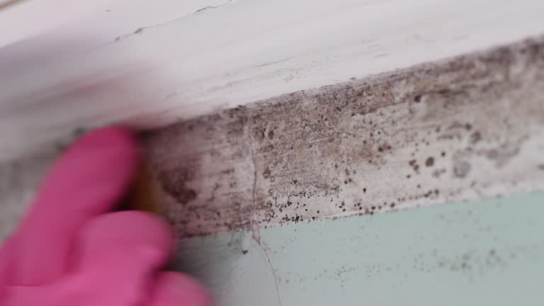 Best Post-Construction Mold Inspection  in Eslon, CA